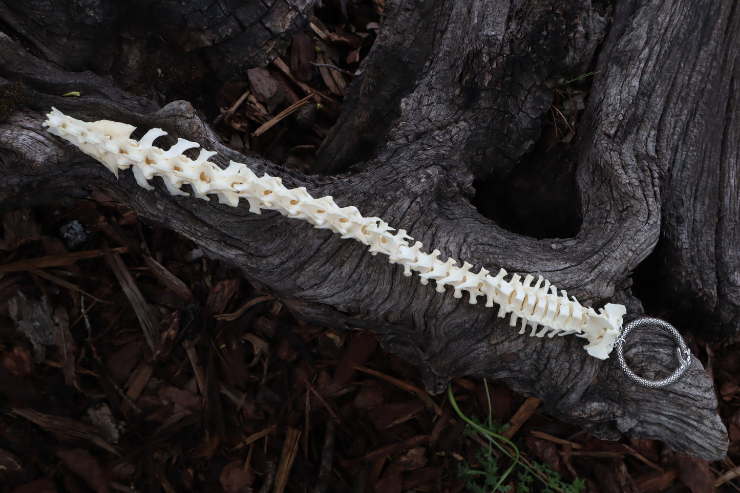 Groundhog Spinal Column Articulation