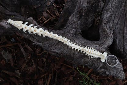 Groundhog Spinal Column Articulation