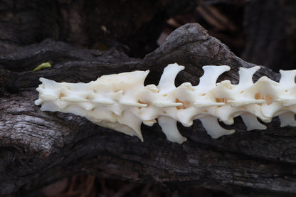 Groundhog Spinal Column Articulation