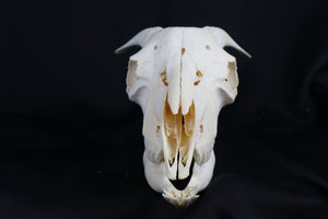 Large Horned Goat Skull without Sheaths