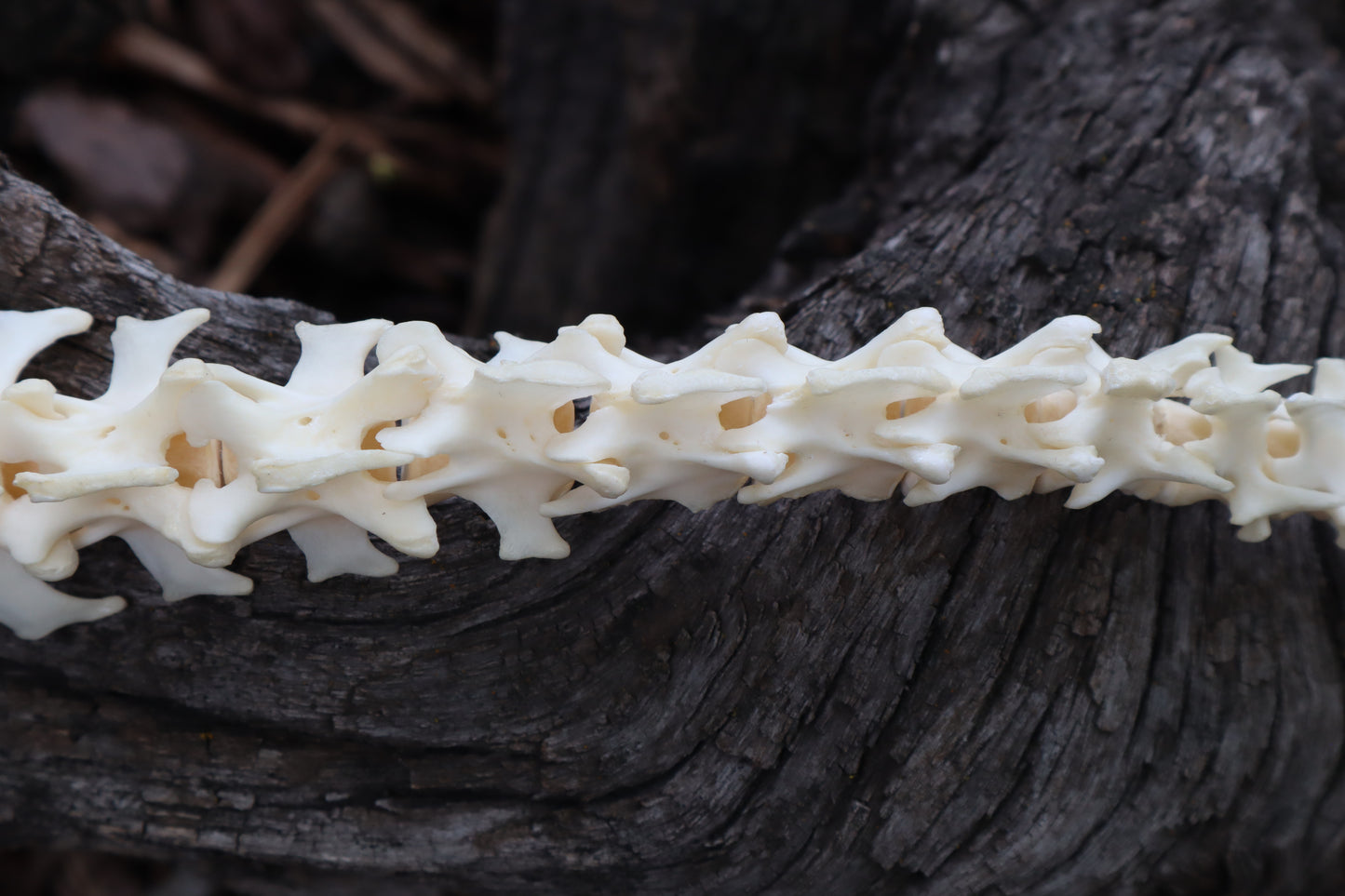 Groundhog Spinal Column Articulation