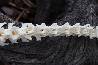 Groundhog Spinal Column Articulation