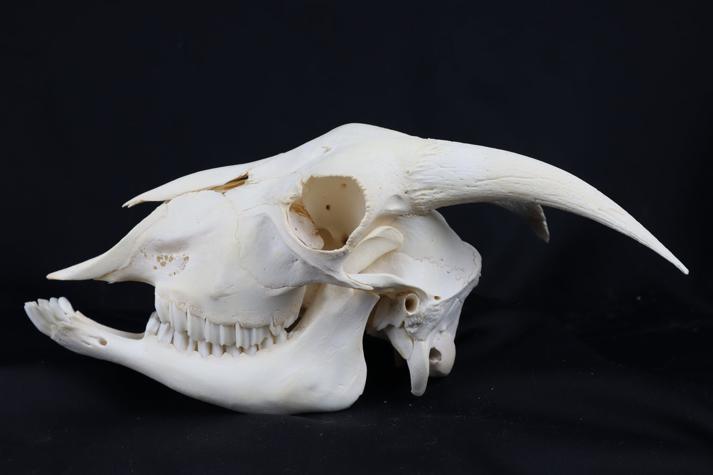 Large Horned Goat Skull without Sheaths