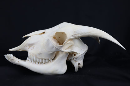 Large Horned Goat Skull without Sheaths