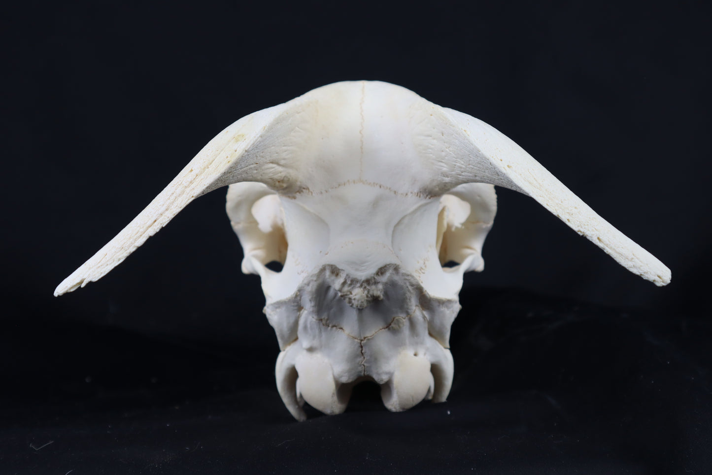 Large Horned Goat Skull without Sheaths