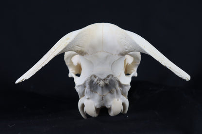 Large Horned Goat Skull without Sheaths