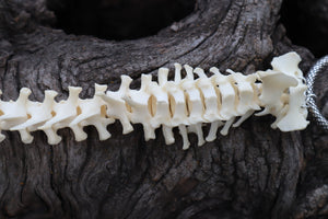 Groundhog Spinal Column Articulation