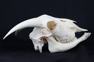 Large Horned Goat Skull without Sheaths