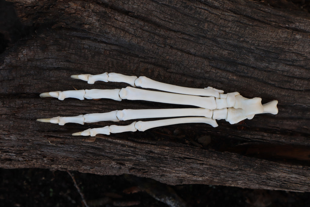 Bobcat Paw Articulation