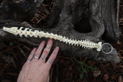 Groundhog Spinal Column Articulation