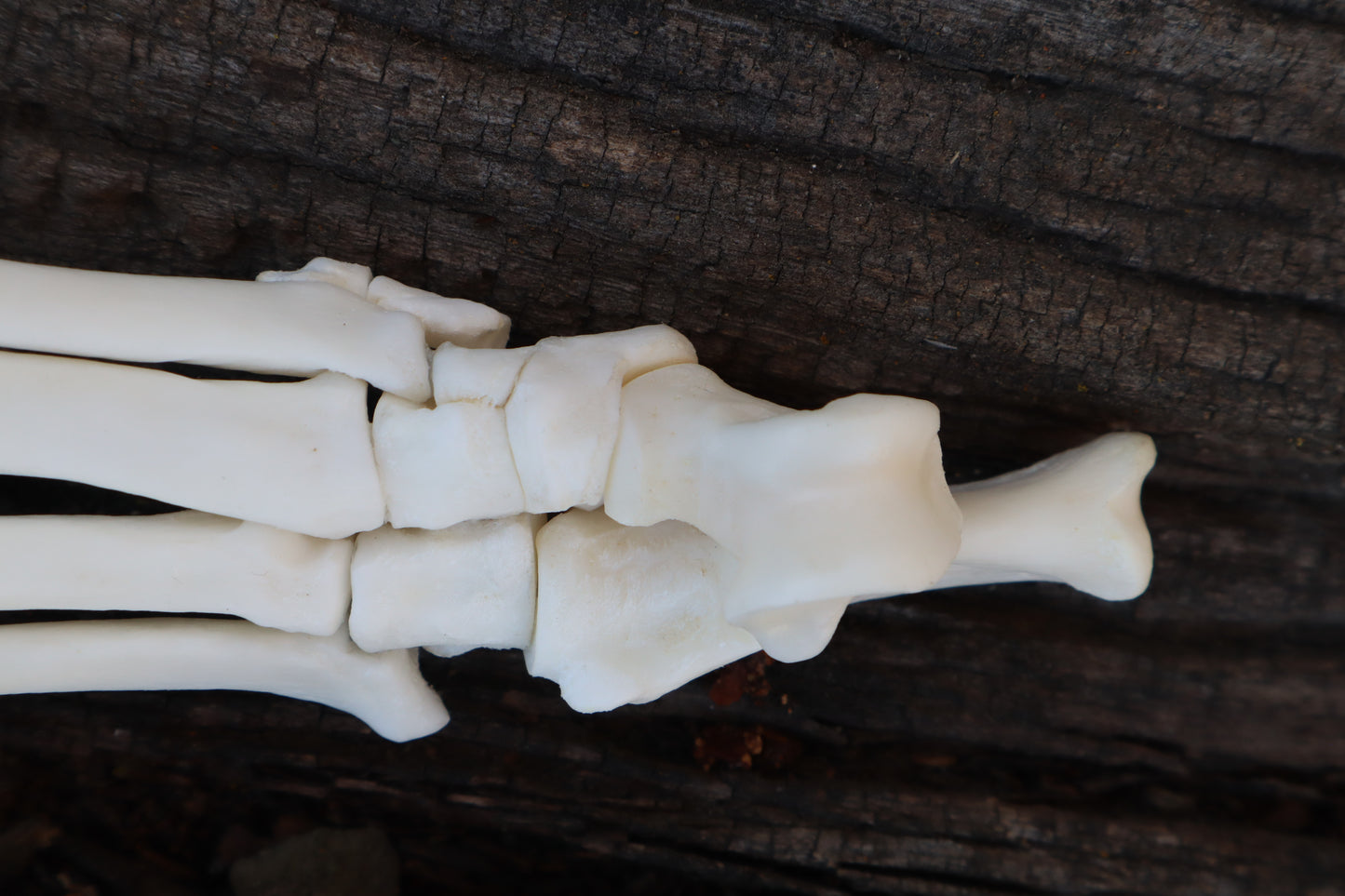 Bobcat Paw Articulation