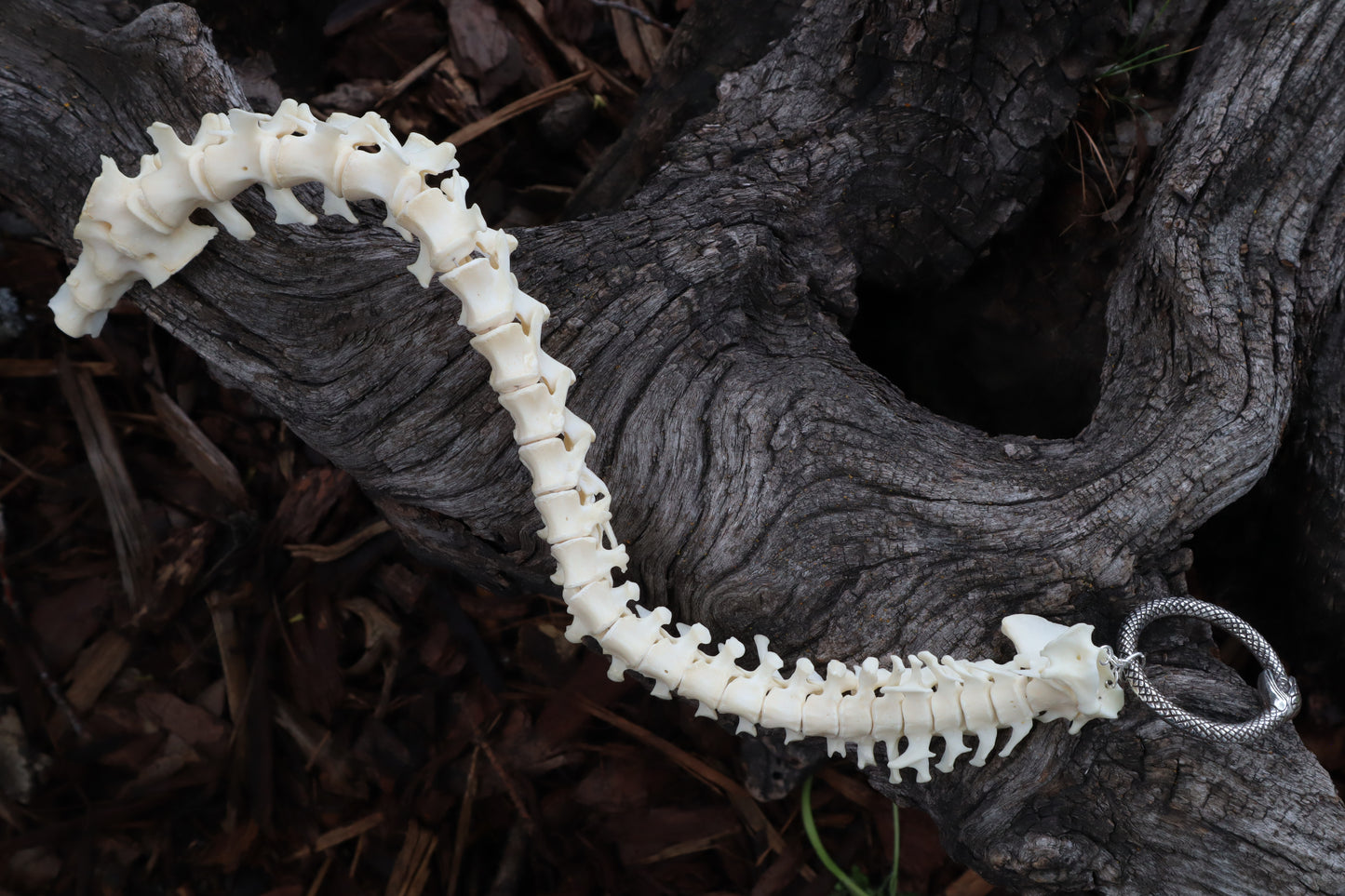 Groundhog Spinal Column Articulation