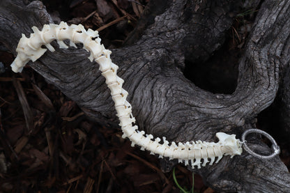 Groundhog Spinal Column Articulation