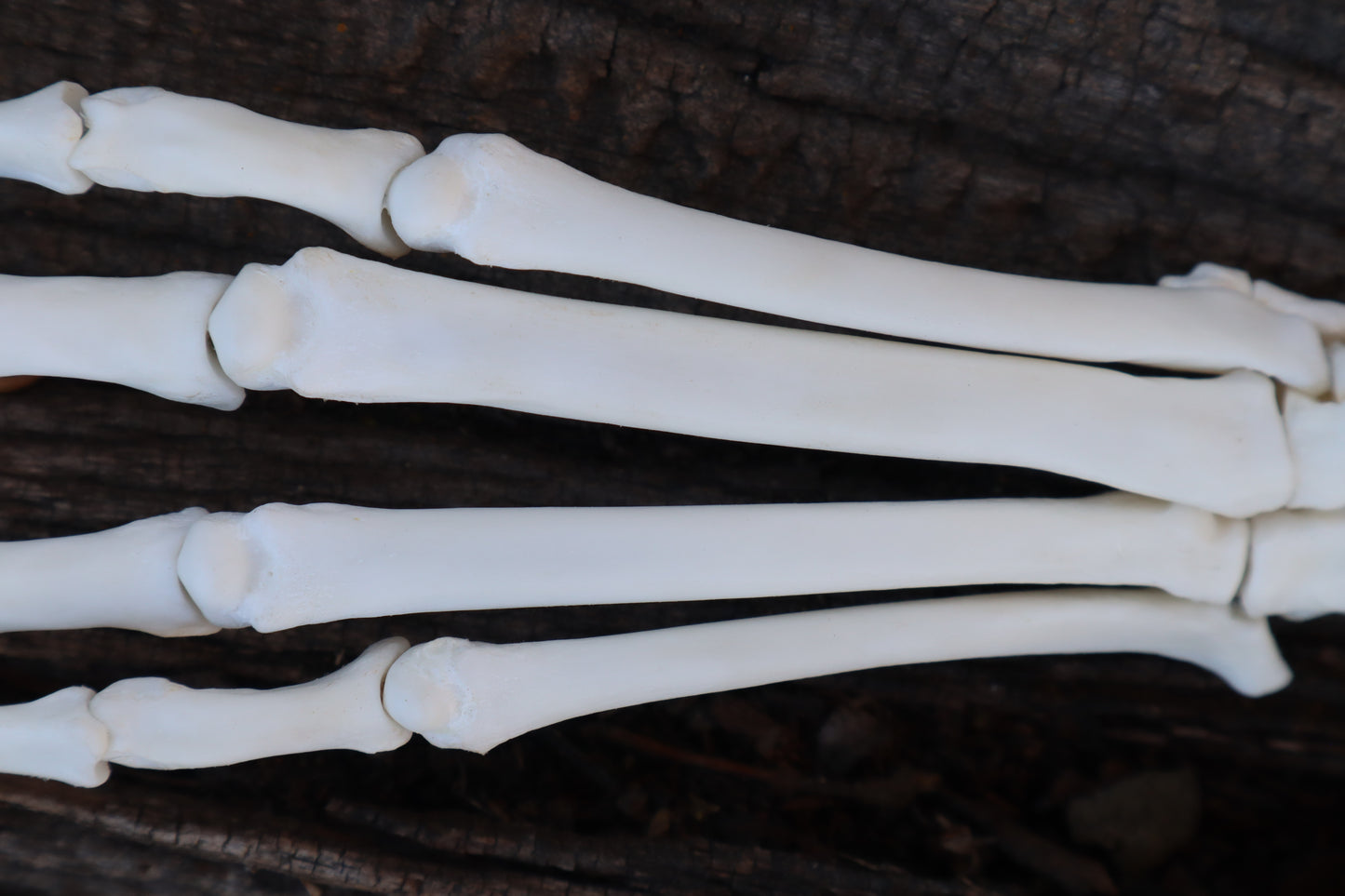 Bobcat Paw Articulation