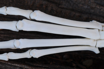 Bobcat Paw Articulation