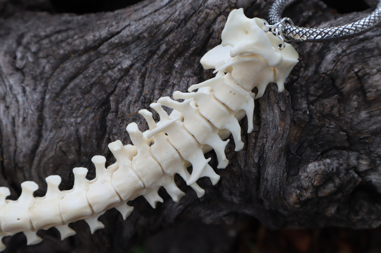 Groundhog Spinal Column Articulation