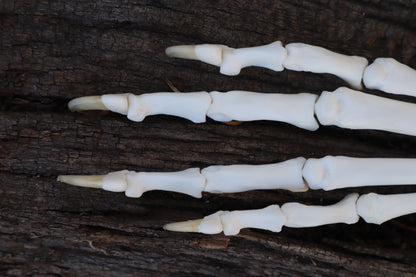 Bobcat Paw Articulation