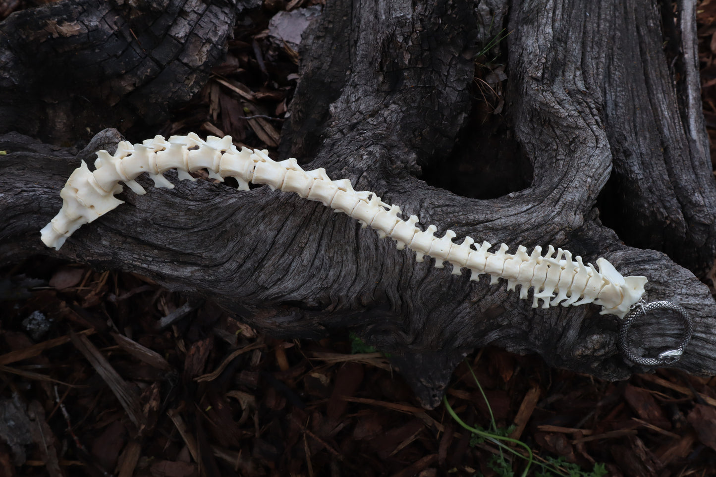 Groundhog Spinal Column Articulation