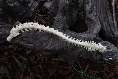 Groundhog Spinal Column Articulation