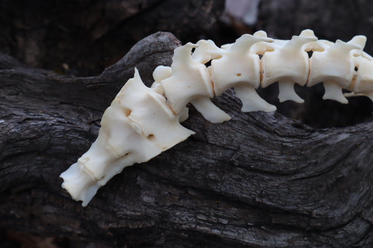 Groundhog Spinal Column Articulation