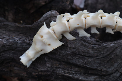 Groundhog Spinal Column Articulation