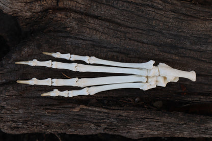 Bobcat Paw Articulation