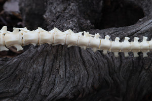 Groundhog Spinal Column Articulation