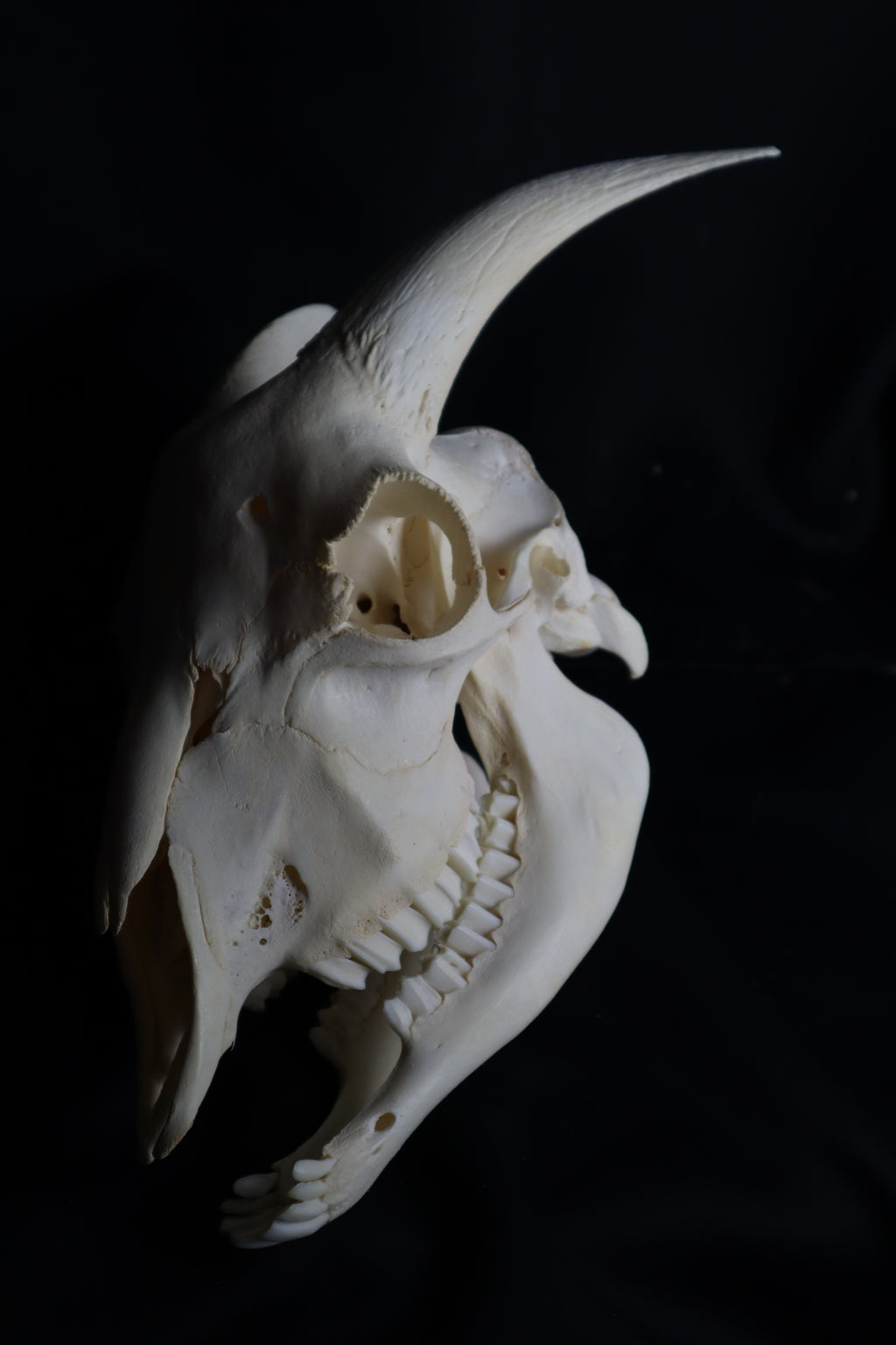 Large Horned Goat Skull without Sheaths