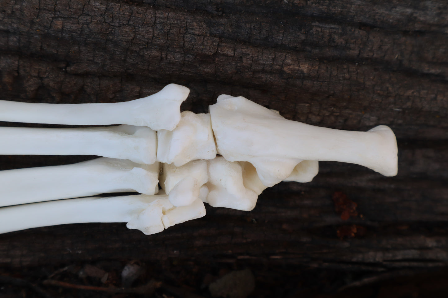 Bobcat Paw Articulation