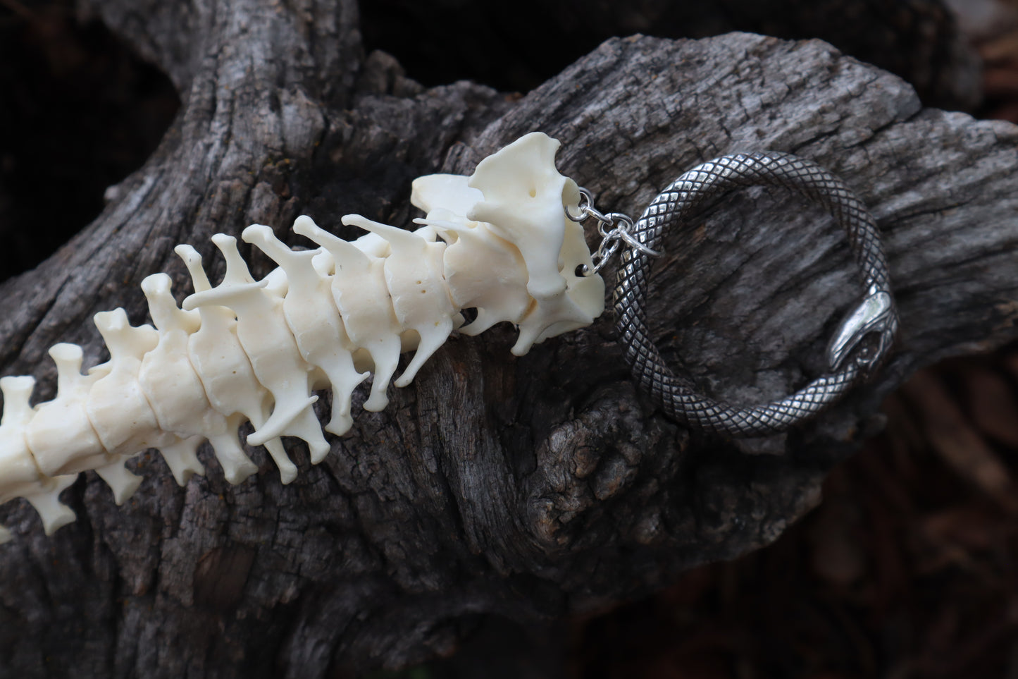 Groundhog Spinal Column Articulation