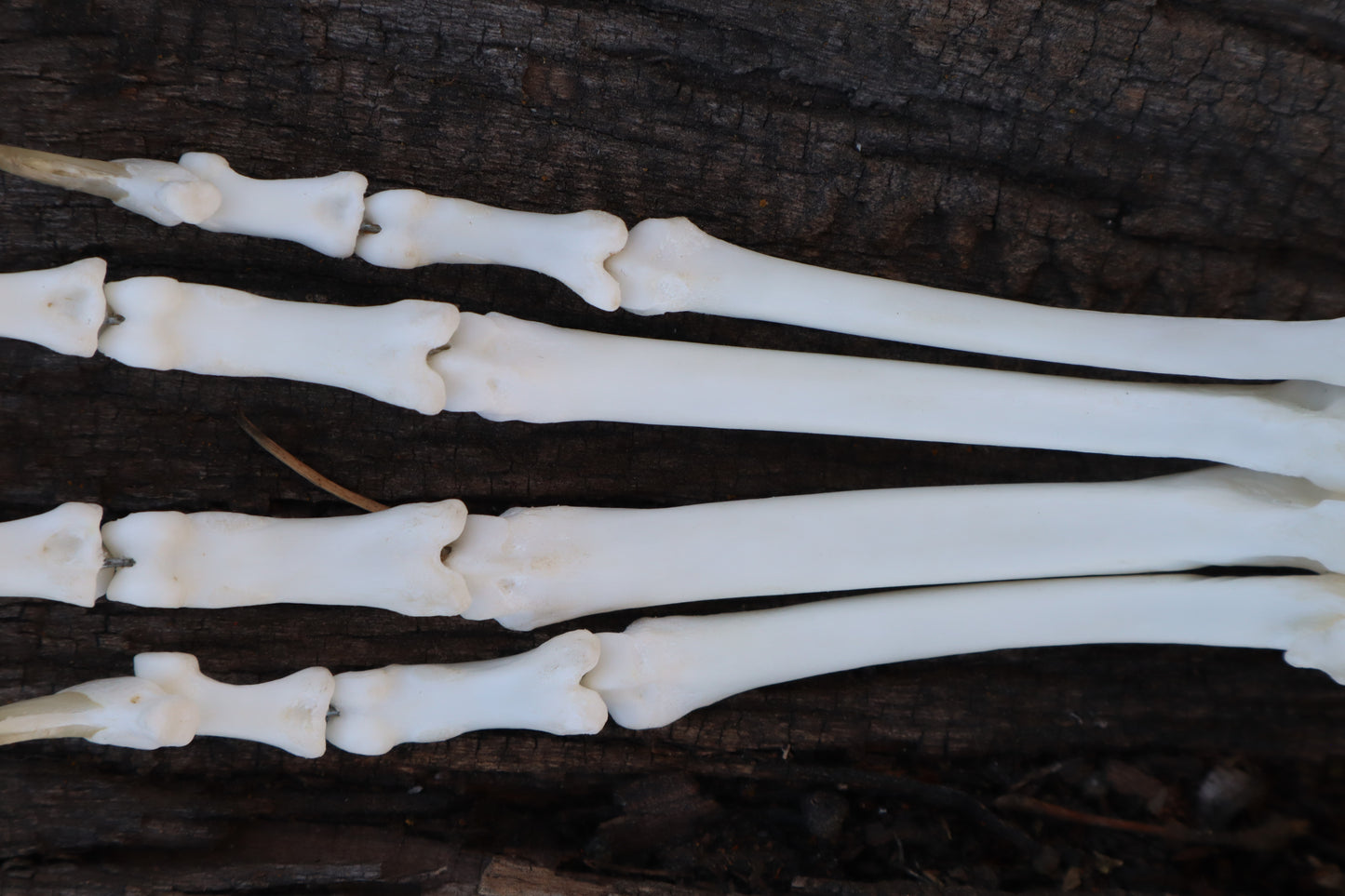 Bobcat Paw Articulation