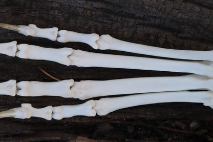 Bobcat Paw Articulation