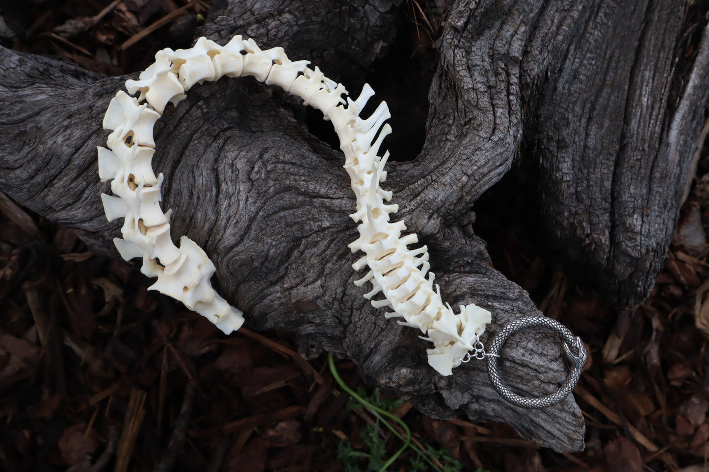 Groundhog Spinal Column Articulation