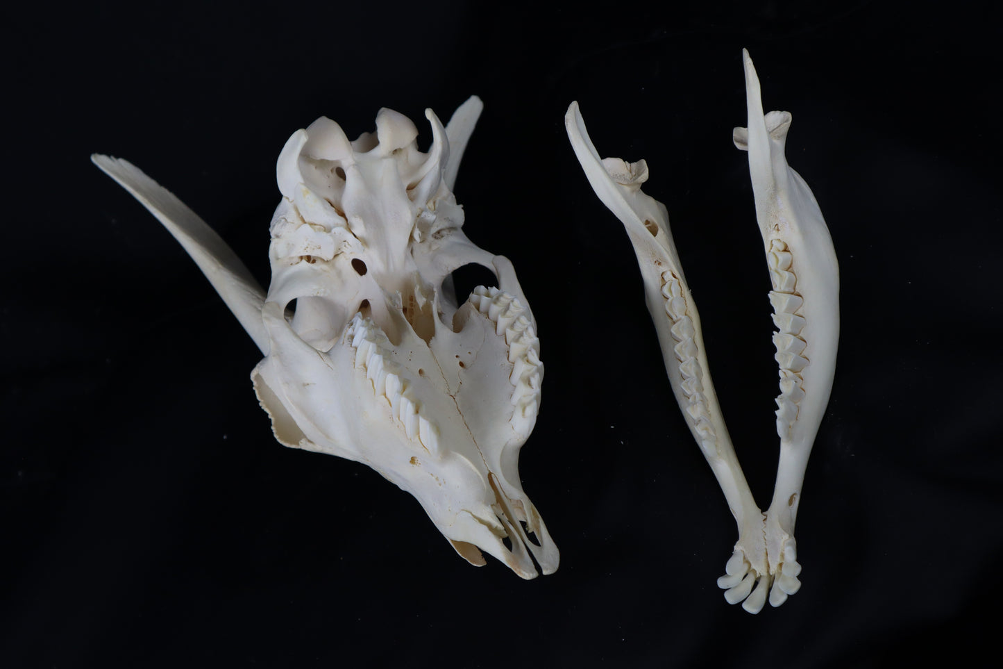 Large Horned Goat Skull without Sheaths