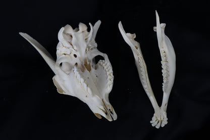 Large Horned Goat Skull without Sheaths