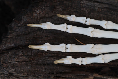 Bobcat Paw Articulation