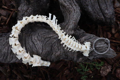 Groundhog Spinal Column Articulation