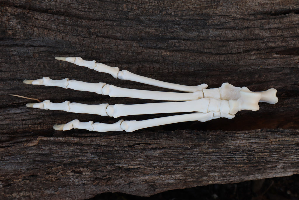 Bobcat Paw Articulation