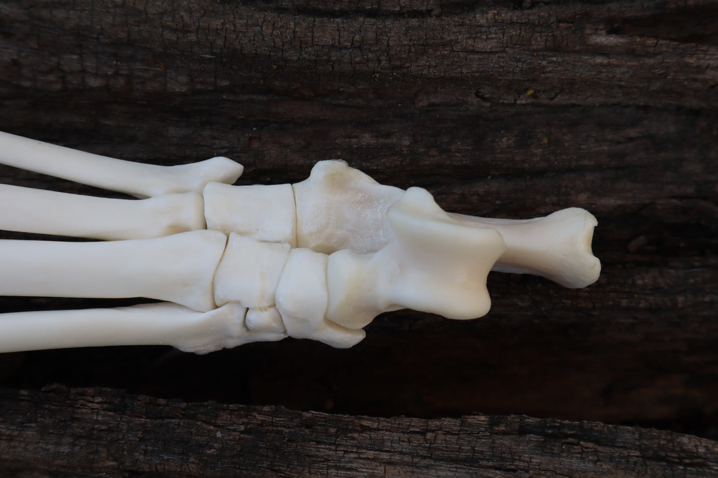 Bobcat Paw Articulation