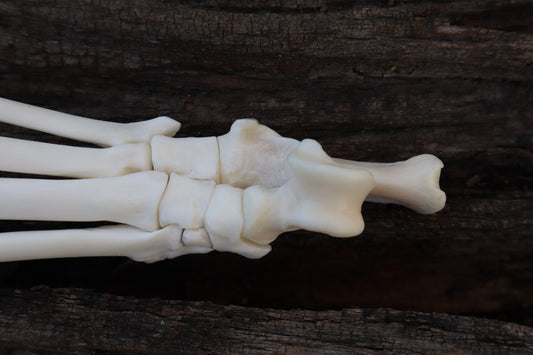 Bobcat Paw Articulation