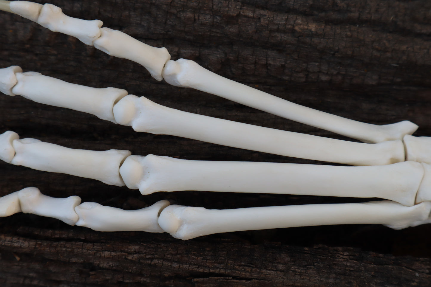 Bobcat Paw Articulation