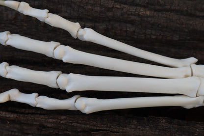Bobcat Paw Articulation