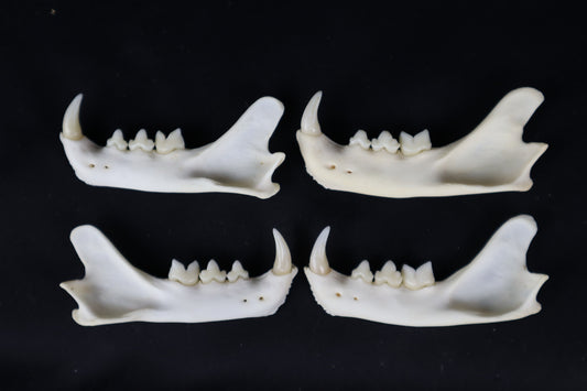 Craft Bobcat Mandible