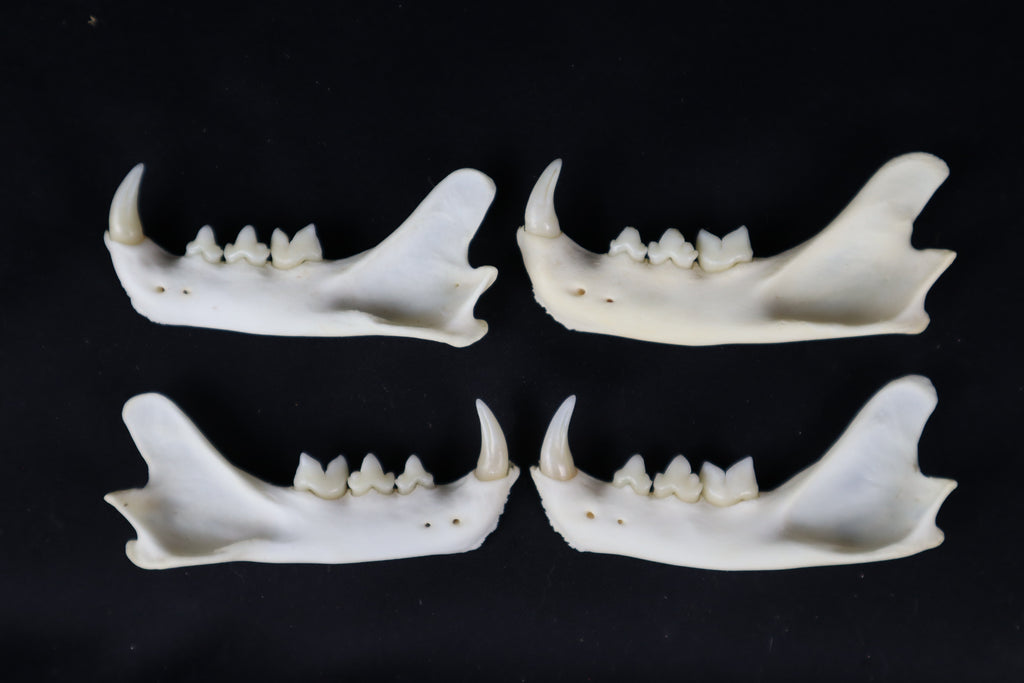 Craft Bobcat Mandible