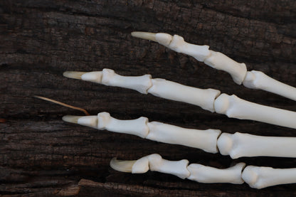 Bobcat Paw Articulation