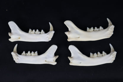 Craft Bobcat Mandible