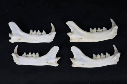 Craft Bobcat Mandible