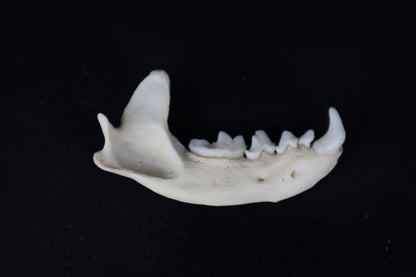 Craft River Otter Mandible