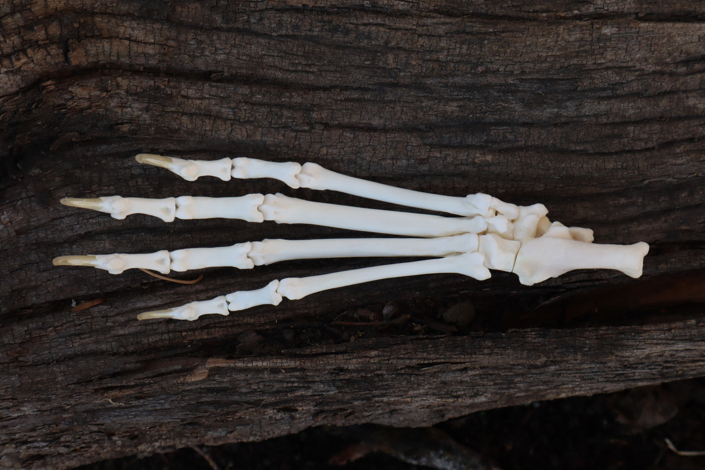 Bobcat Paw Articulation