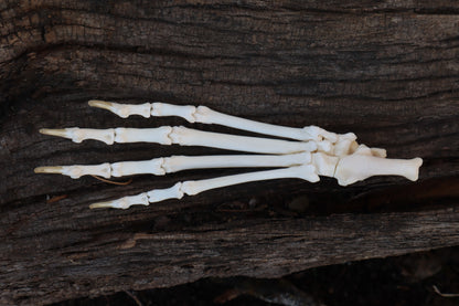 Bobcat Paw Articulation